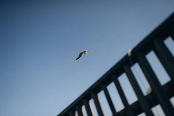 Seagull Soars Sky — Stock Photo, Image