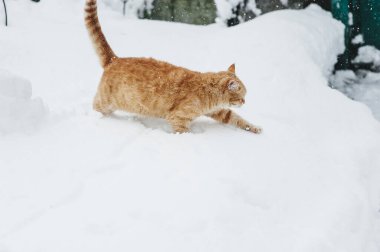 Karda kırmızı kedi