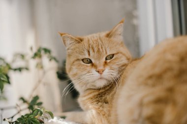 Pencerenin kenarındaki kırmızı kedi