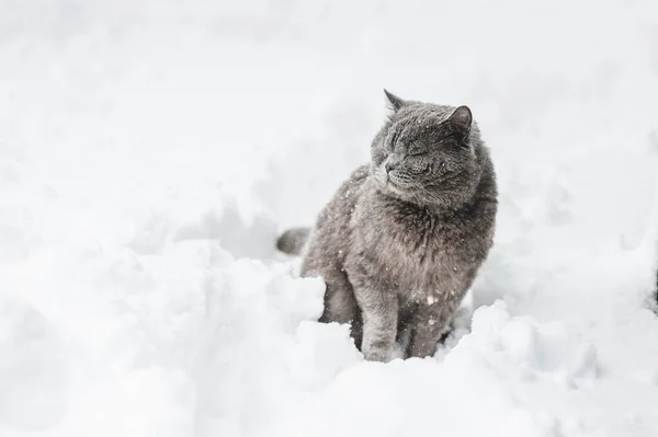 Schottische Falte Blaue Katze Schnee — Stockfoto