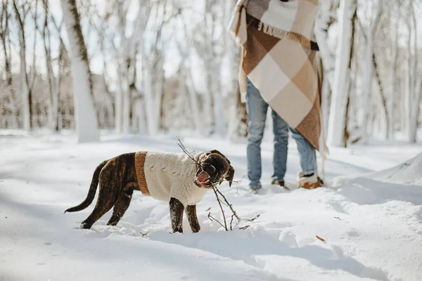 playful boxer dog with a stick in his teeth in a snowy forest