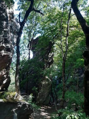 Yaz ormanındaki yüksek uçurumlar