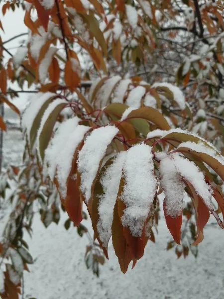 Herfstbladeren Sneeuw — Stockfoto