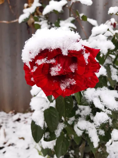 Pura Primeira Neve Neve Rosa — Fotografia de Stock