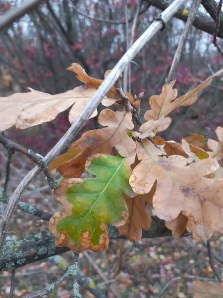 Autumn Oak Leaves Close — Stock Photo, Image