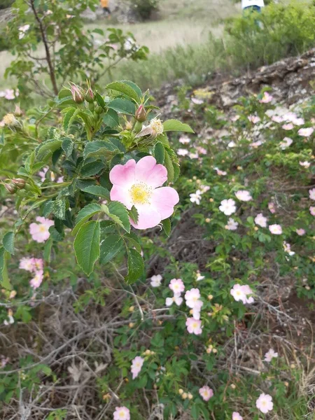 Rosa Villroseblomst – stockfoto