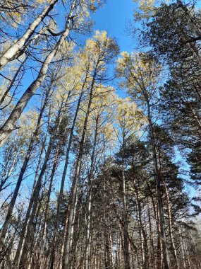Treetops illuminated by the sun against the blue sky
