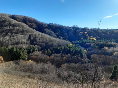 mountains covered with trees with fallen leaves, shrubs, pines
