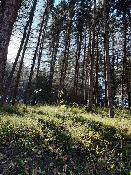 Fichtenwald Einem Sonnigen Tag — Stockfoto