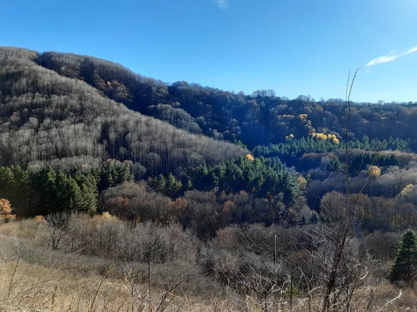 Mountains Covered Trees Fallen Leaves Shrubs Pines — Photo