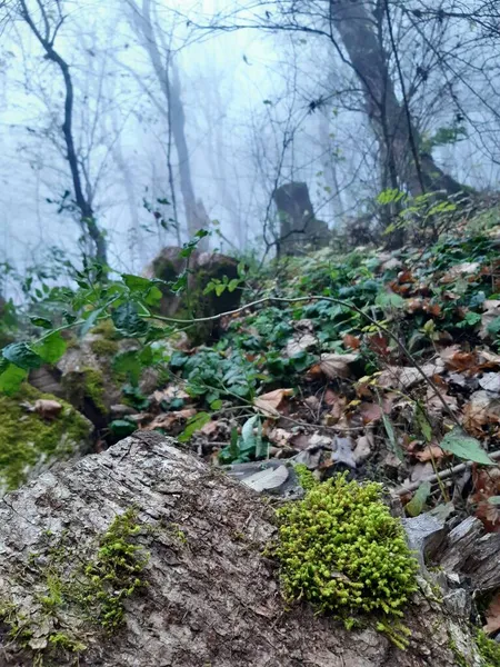 Herbstlich Nebliger Wald Mit Moos Und Pilzen — Stockfoto