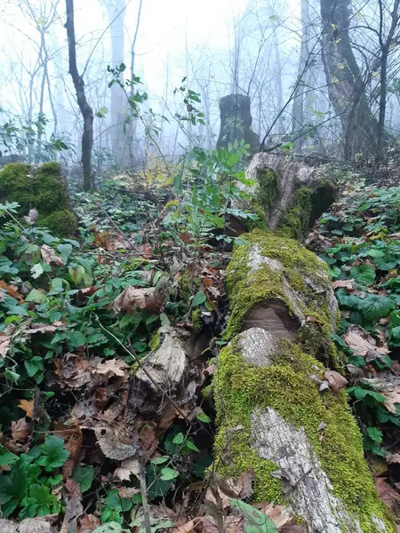 Forêt Brumeuse Automne Avec Mousse Champignons — Photo