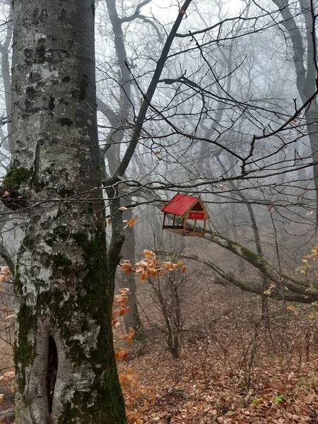 Vogelfutterhäuschen Wald — Stockfoto