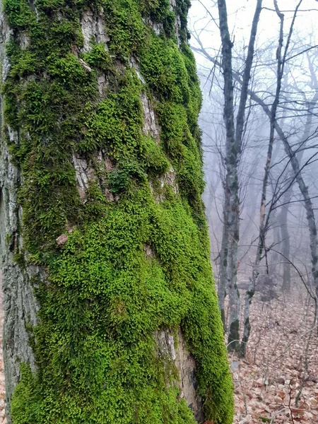 Grünes Moos Auf Einem Alten Baum Wald — Stockfoto