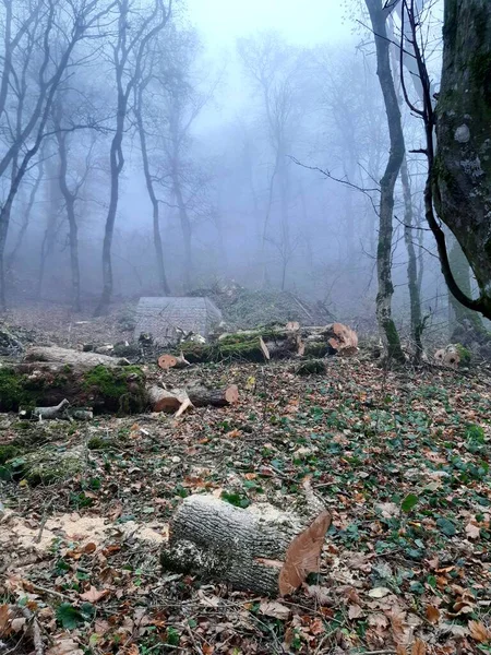 Tronchi Alberi Abbattuti Nella Foresta — Foto Stock