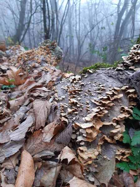 Foglie Secche Vecchio Ceppo — Foto Stock