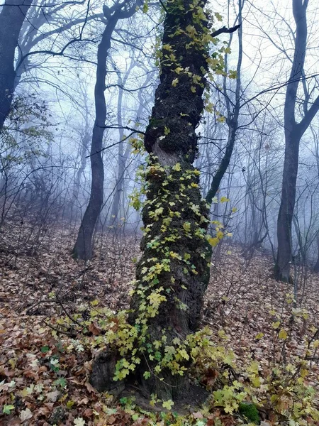 Ahorn Mit Herbstblättern — Stockfoto