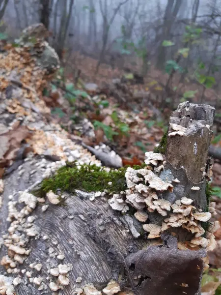 Ein Mit Moos Und Pilzen Bewachsener Baumstamm — Stockfoto