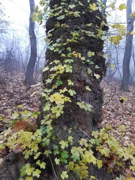 Old Maple Autumn Leaves — Stock Photo, Image