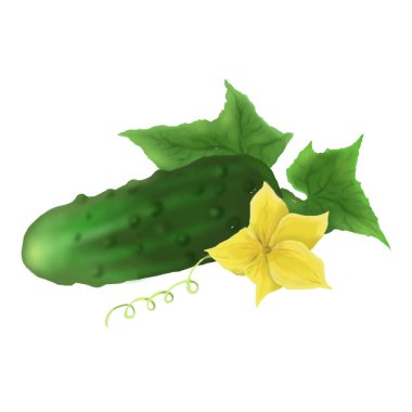 Yapraklı bir salatalık ve sarı bir çiçek çizimi
