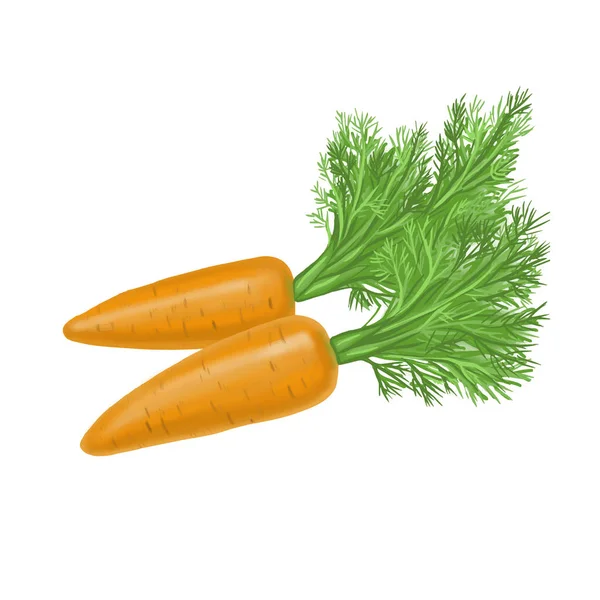 Рисунок Двух Морковок Листвой — стоковый вектор