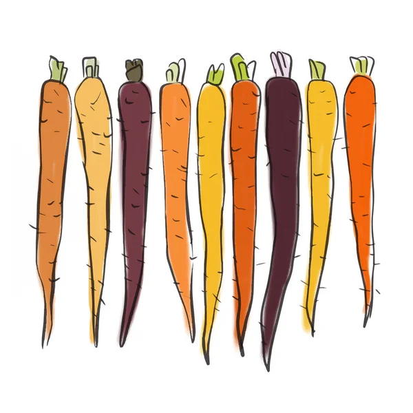 Drawing Colored Carrots Different Varieties — Stock Vector