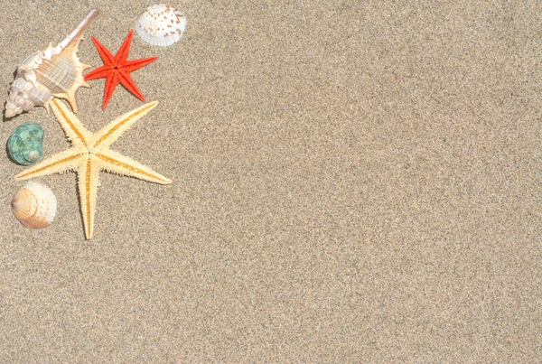 Estrella de mar y conchas —  Fotos de Stock