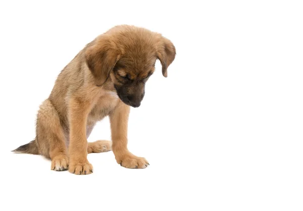 Puppy — Stock Photo, Image