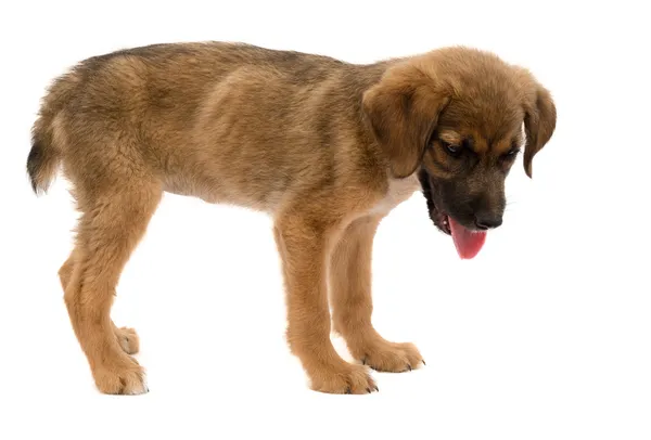 Puppy — Stock Photo, Image