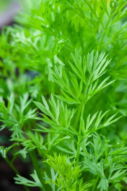 Beautiful greenery backdrop showing carrot tops in a selective focus is ideal for background. concept of gardening and the environment 