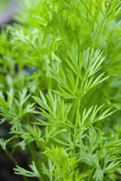 Beautiful Greenery Backdrop Showing Carrot Tops Selective Focus Ideal Background — Zdjęcie stockowe