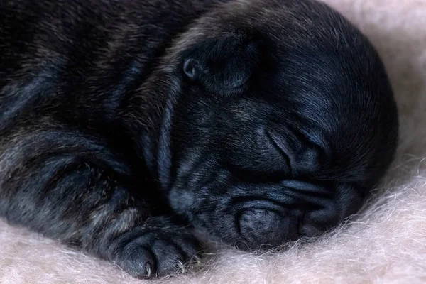 Detailed Close Two Week Old Healthy French Bulldog Puppy Showing — Stock Photo, Image