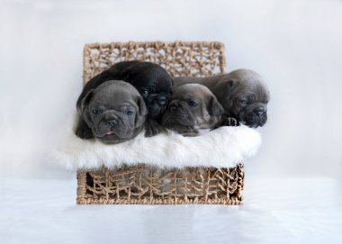 Hasır bir kutunun içinde açık bir arka planı olan dört haftalık genç buldog yavruları. 