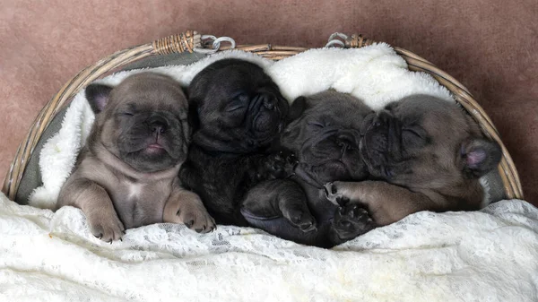Four Young Puppies French Bull Dogs Cuddled Together Row Sleeping — Stock Photo, Image