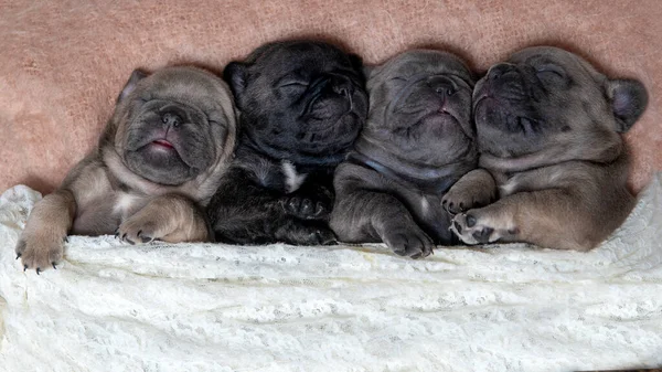 Four Young Puppies French Bull Dogs Cuddled Together Row Sleeping — Stock Photo, Image