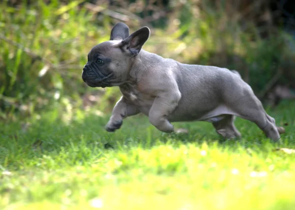 Beautiful Happy Healthy French Bulldog Puppy Running Sunny Day Garden — Stock Photo, Image