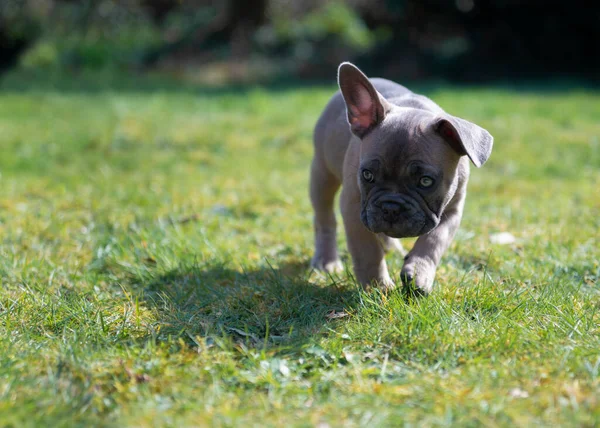 Young French Bulldog Puppy Exploring Garden Summers Day Walking Grass — Stock Photo, Image