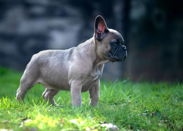 Alert Funny Fawn French Bulldog Puppy Stood Sideways Garden Sunny — Stock Photo, Image