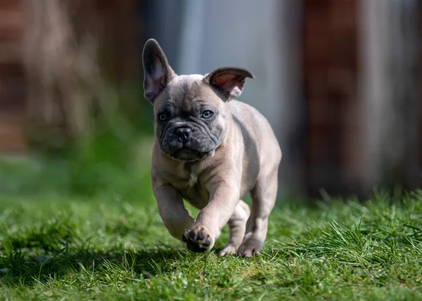 French Bulldog Puppy Exploring Garden Playing Summers Day Walking Grass — Stock Photo, Image