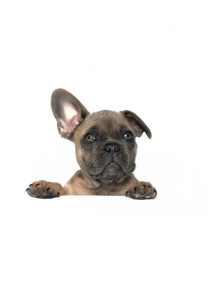 French Bulldog Puppy Showing Face Shoulders Paws Big Eye Looking — Stock Photo, Image