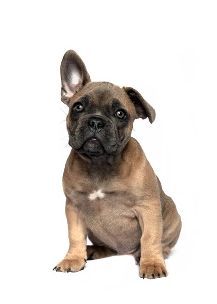 Beautiful Cute French Bulldog Puppy Sat One Ear Looking Camera — Stock Photo, Image