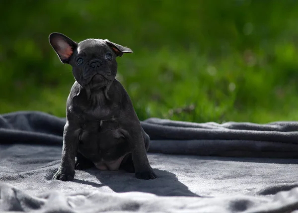 Charming Funny Blue Eyed French Bulldog Puppy Looking Empty Space — Stock Photo, Image