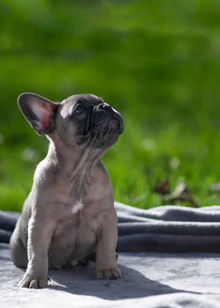 Adorable French Bulldog Puppy Looking Empty Space Outdoors Summers Day — Stock Photo, Image