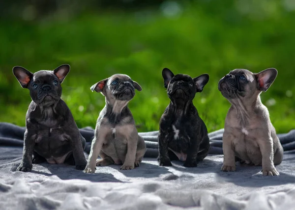 Gruppe Wurf Von Vier Französisch Bulldoggen Welpen Aufgereiht Seite Blick Stockbild