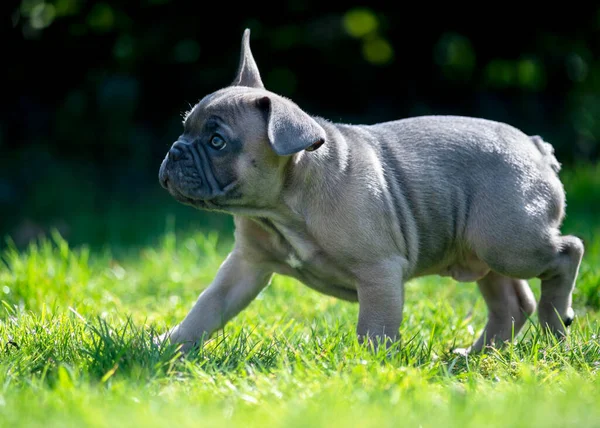 Healthy French Bulldog Puppy Playing Exploring Space Garden Park Sunny — Stock Photo, Image
