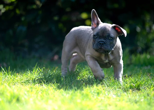 Funny Chunky French Bulldog Puppy Playing Exploring Space Garden Park — Stock Photo, Image