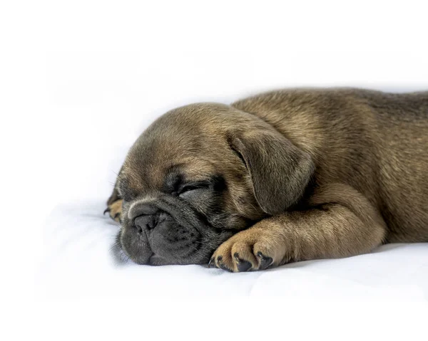 Head Shoulders Portrait New Puppy Sleeping Isolated White Background Concept — ストック写真