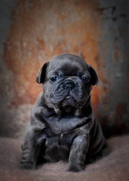 Portrait Four Week Old Pup Blue French Bulldog Sat Looking — Stock Photo, Image