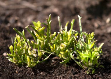Sümüklü böcekler ya da bahçe çiçekleri zarar görmüş. Bitkiler yemek yiyor. Fotokopi alanı için arka planda zararlı böcek satın alıyorlar. 