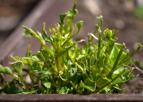 Primer Plano Una Planta Jardín Dalias Sido Comido Por Babosas —  Fotos de Stock